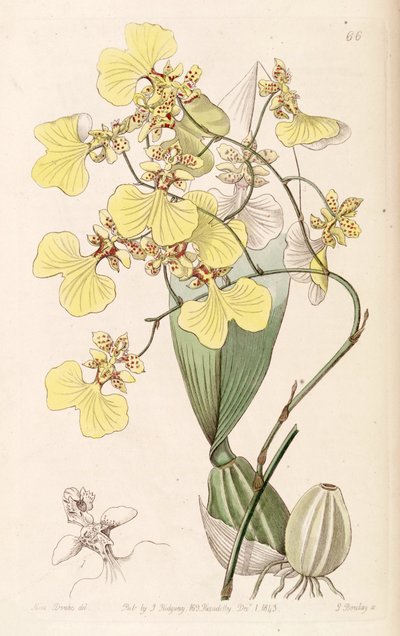 Oncidium bicolor by Miss Drake
